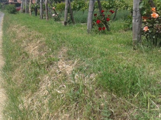 Vineyard end posts near hill edge.