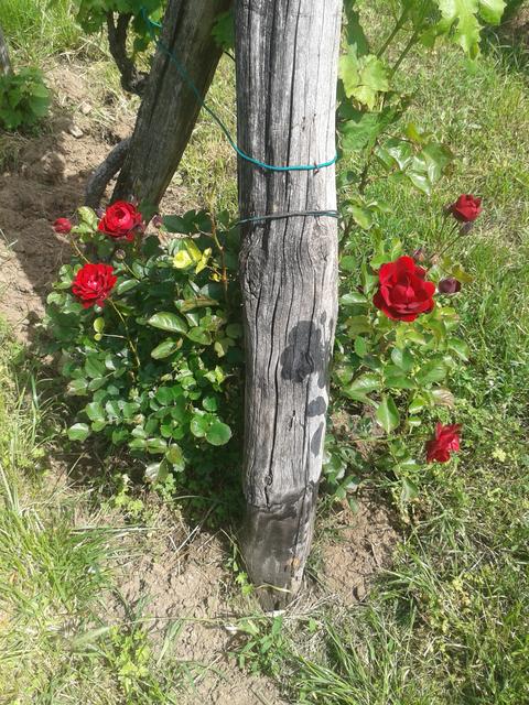 Vines N’ Roses