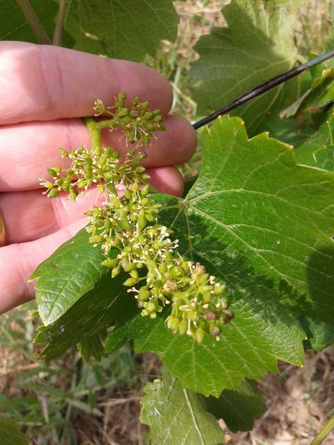 Pinot Gris grapes in bloom.