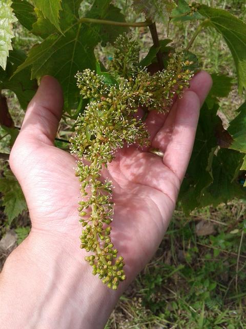 Turán (Agria) grapes in bloom.