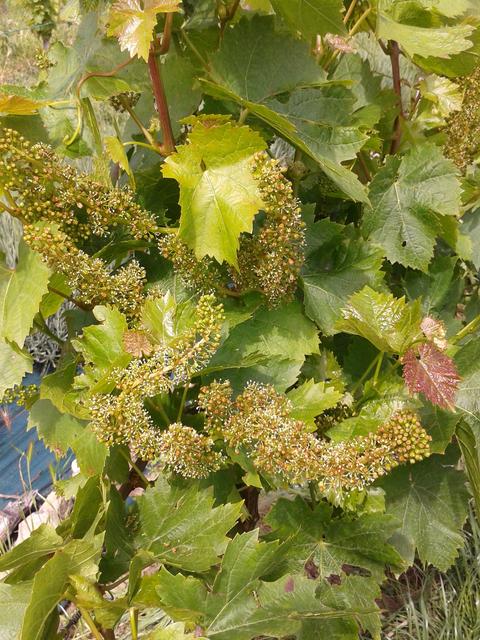 Turán (Agria) grapes in bloom.
