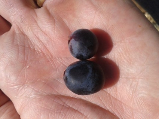 Turán berry above, Nero berry below.