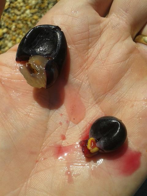 White juice Nero (upper left) versus red juice Turán (lower right).