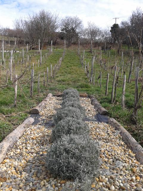 Lavender in February.