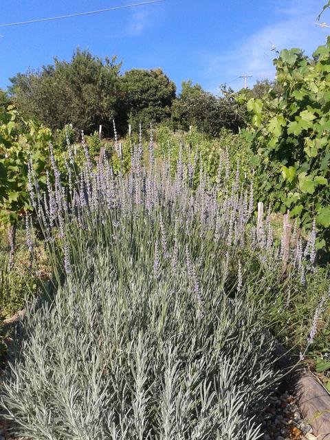 Lavender in June.