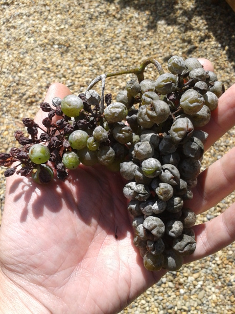 Multiple fungus attacks on grape cluster.
