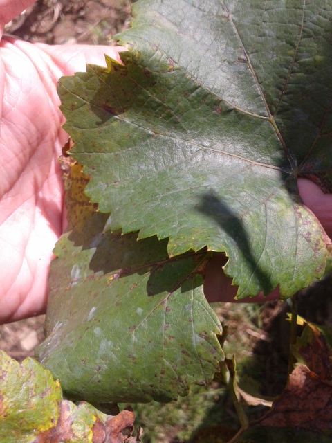 Pinot Gris leaves that received copper sulfate spray.