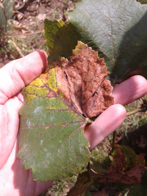 Downy Mildew Redux