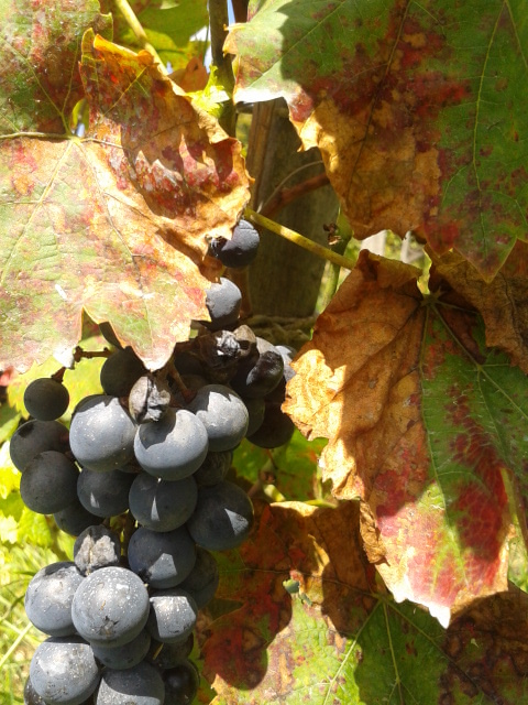 The heaviest leaf damage and defoliation has been to the Turán. Which is why I still consider this an experimental vine type in our vineyard.