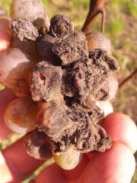 Gray rot from the fungus Botrytis cinerea.