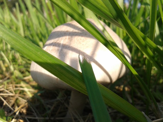 Mushrooms and other fungus love wet weather.
