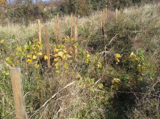 Finding the still living American roots was easier to do before all the vine leaves dropped in the fall.