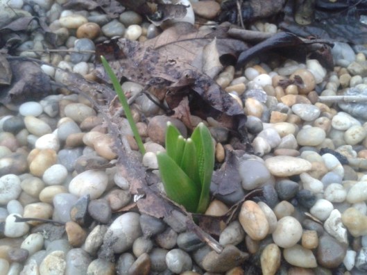 Crocus pushing through.