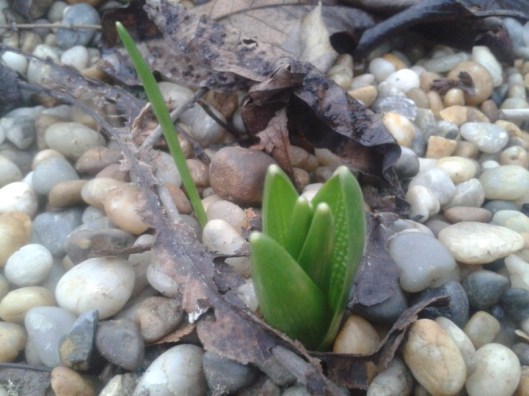 Crocus pushing through.