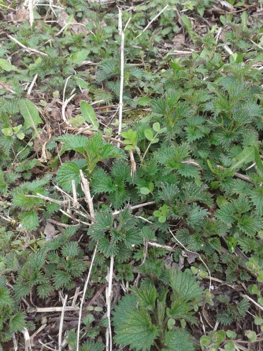 New spring patch of stinging nettle.