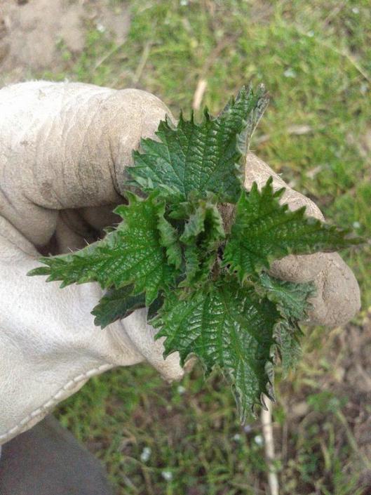Suggested to wear gloves when harvesting stinging nettle.