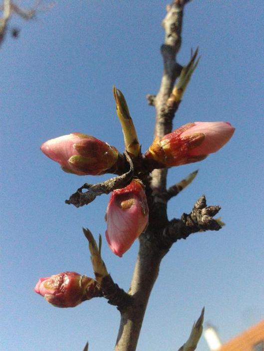 Almond buds