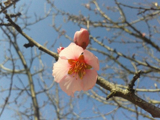 Almond blossom.