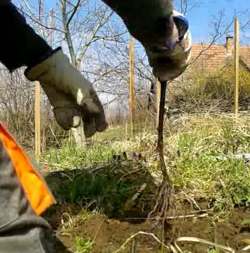 Placing new vine in hole.