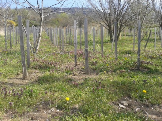 Spring wildflowers in vineyard.