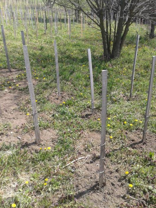 Young vines and dandelions.