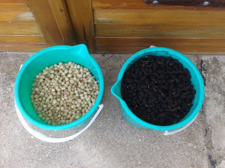 Buckets full of mulberries.