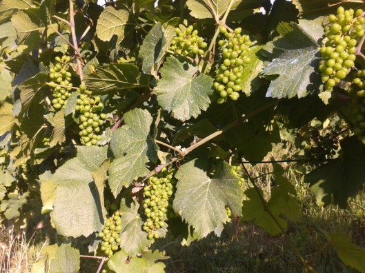 Pinot Gris (Szürkebarát)  in June.