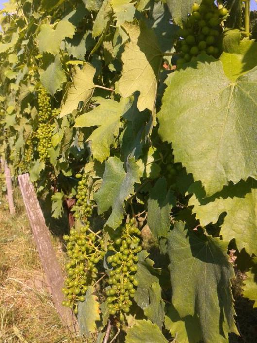 Italian Riesling in June.