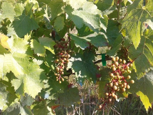 Turán (Agria) in June