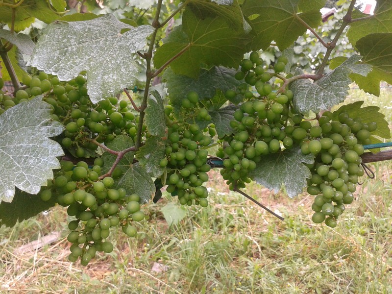 June In The&nbsp;Vineyard