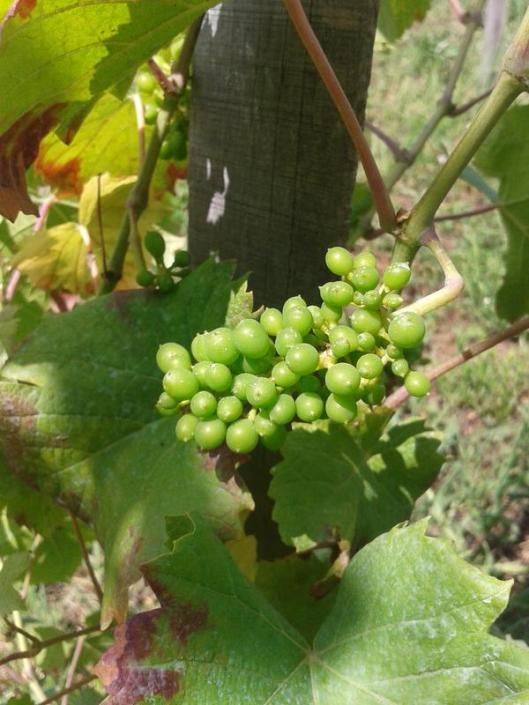 Pinot Noir in June. These vines are only three years old and only a few have grapes this year.