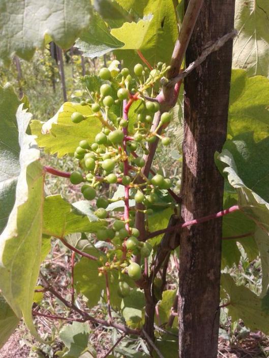 Keknyelu in June. These vines are only three years old and only a few have grapes this year.
