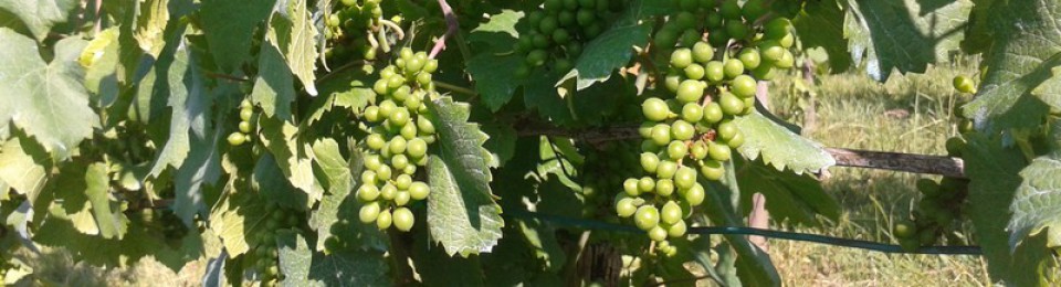 Another Tramp Abroad