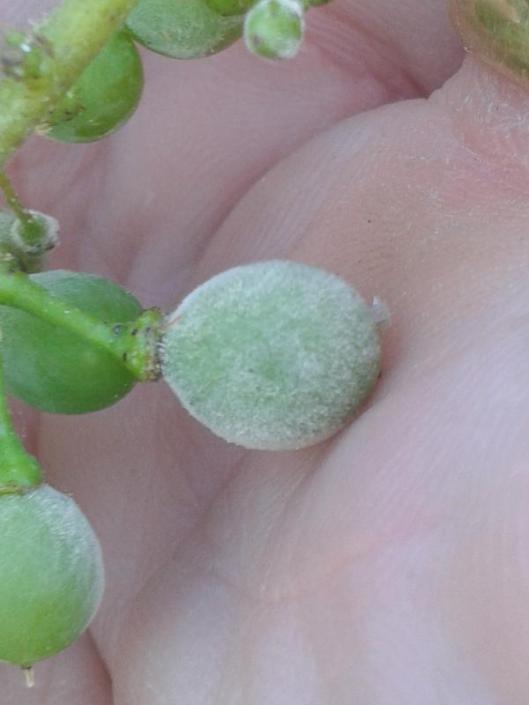 Powdery mildew on grapes.