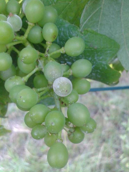 Powdery mildew on grapes.
