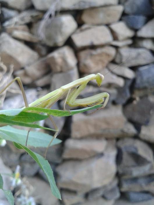 The European praying mantis (Mantis religiosa) in its classic pose that provides its name. They will feed on anything small enough to capture.