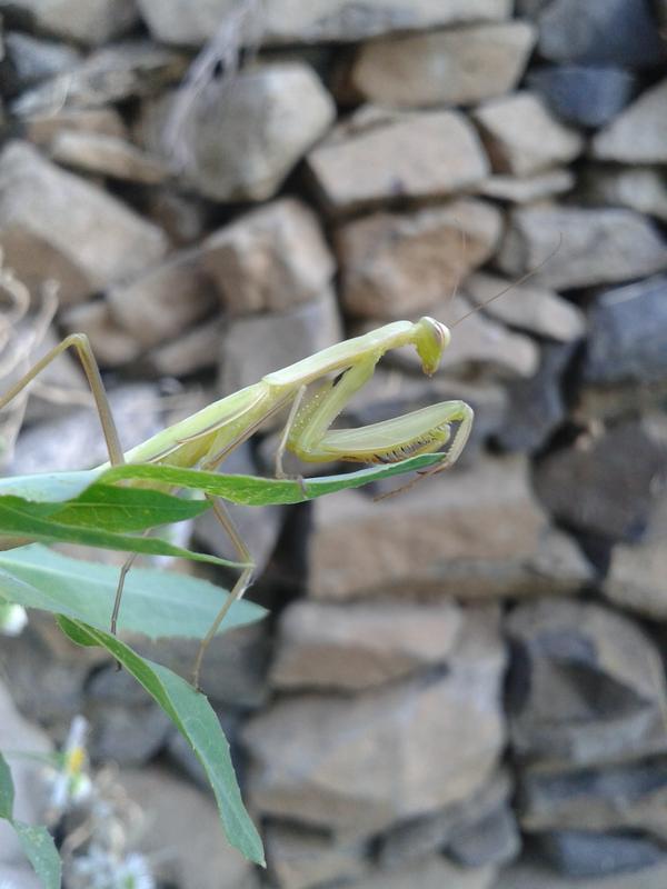 Biological Pest Control