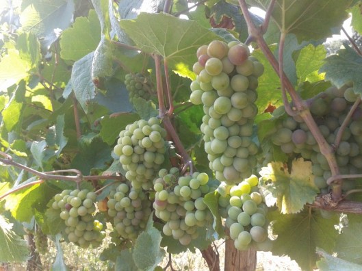Pinot Gris Veraison