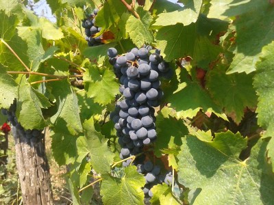 Turán grapes (known as Agria in North America).
