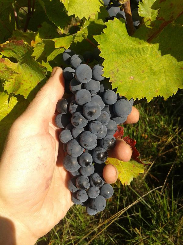 Turán (aka Agria) Harvest and Crush&nbsp;2015
