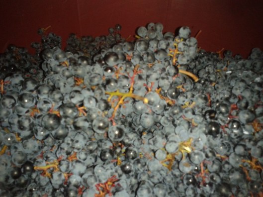 Turán grapes filling the collection vat.