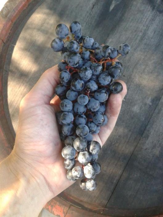 Turán grape cluster at harvest.