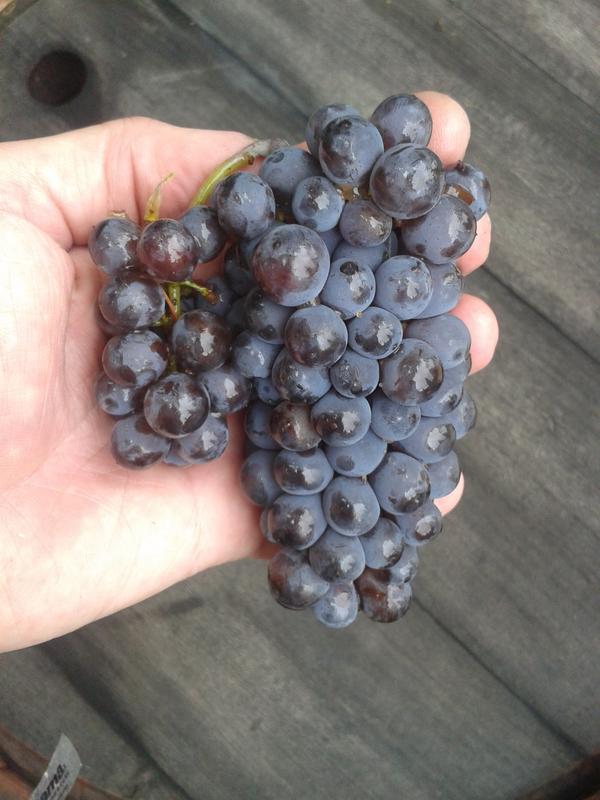 Pinot Gris Harvest and Crush&nbsp;2015
