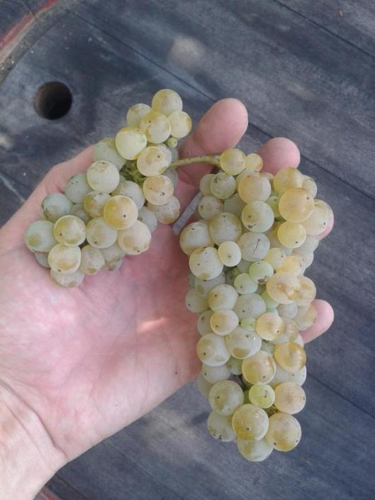 Italian Riesling with side cluster.