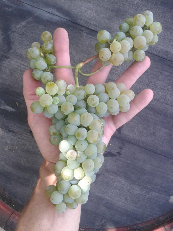 Italian Riesling with shoulders on the main cluster and two side clusters.