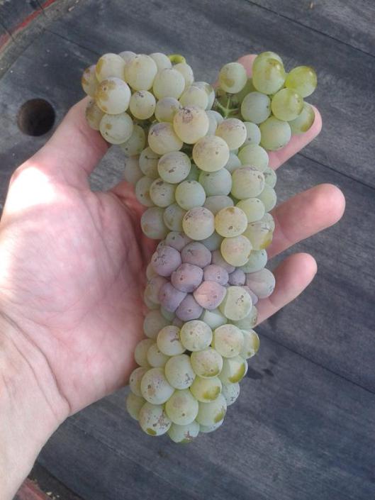 Italian Riesling with shoulders on the cluster (also some minor noble rot in the middle).