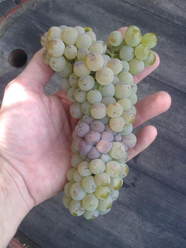 Italian Riesling with shoulders on the cluster (also some minor noble rot in the middle).