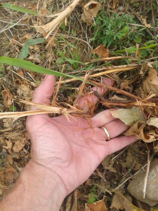Vitis riparia I had carefully grown all summer to be used as grafted rootstock. Cut down by trespassing neighbor.