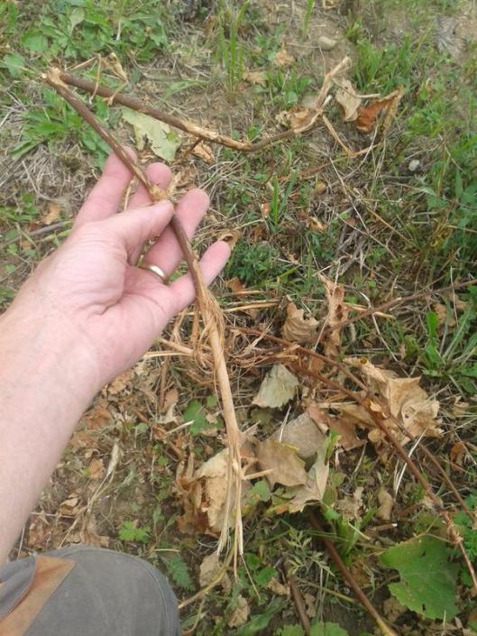 Vitis riparia I had carefully grown all summer to be used as grafted rootstock. Cut down by trespassing neighbor.