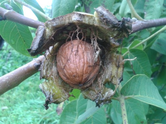 Walnut fruit with seed.